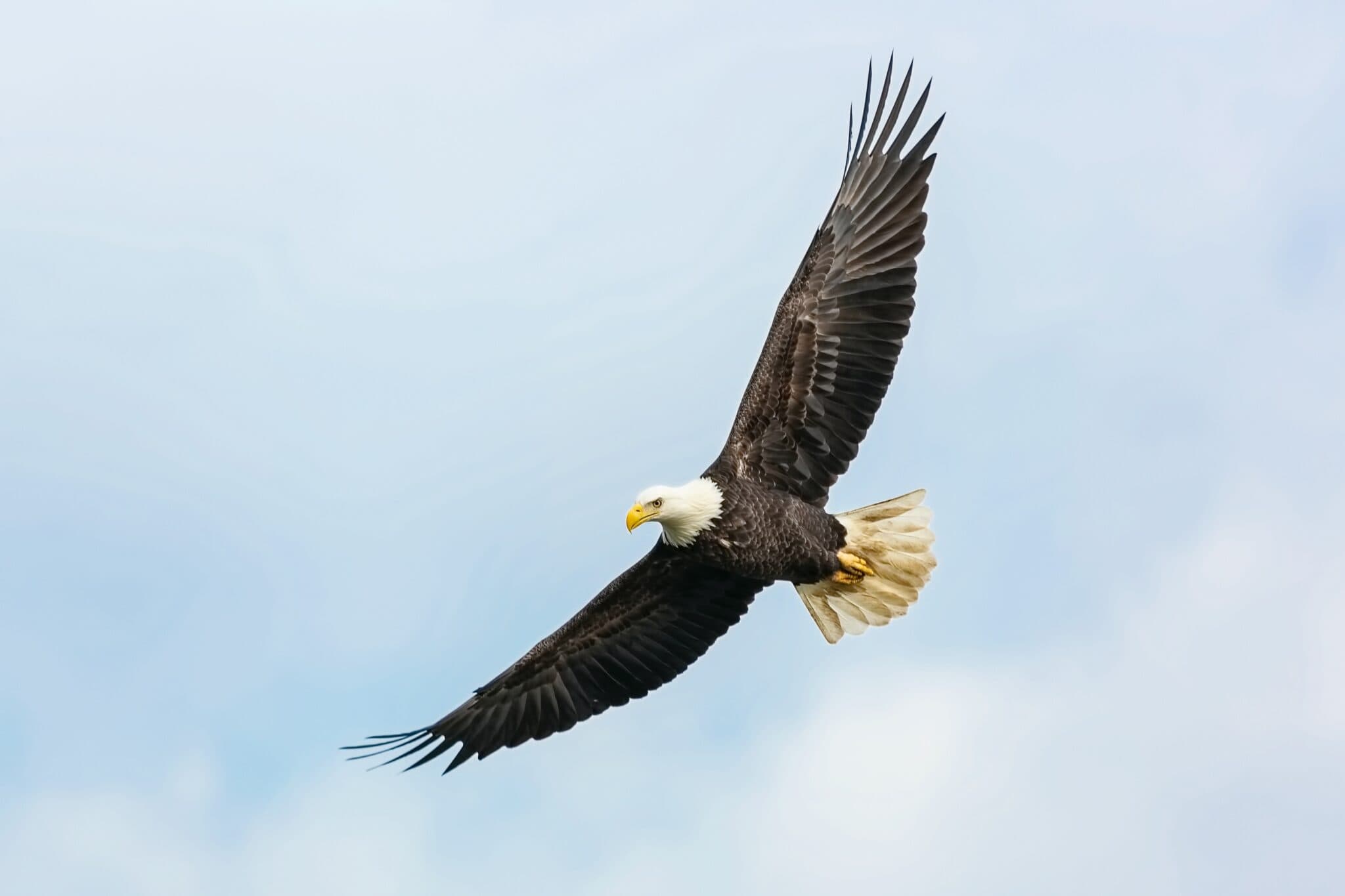Best Places to View the Eagles of Big Bear
